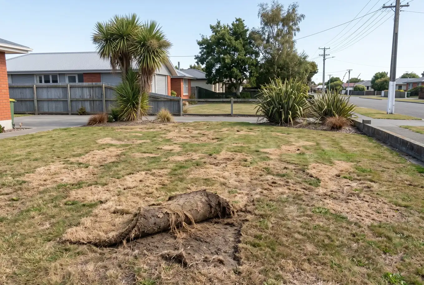 Lawn with brown grass grub patches and turf peeling back